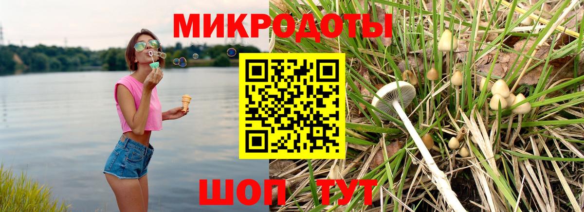 Псилоцибиновые грибы Psilocybe Санкт-Петербург